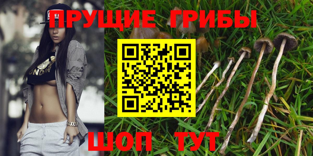 Кропоткин  Псилоцибиновые грибы ЛСД  Вход с VPN 